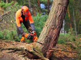 Best Tree Maintenance Programs  in Prosper, TX