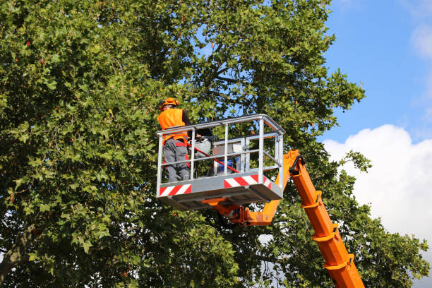 Best Tree Mulching  in Prosper, TX